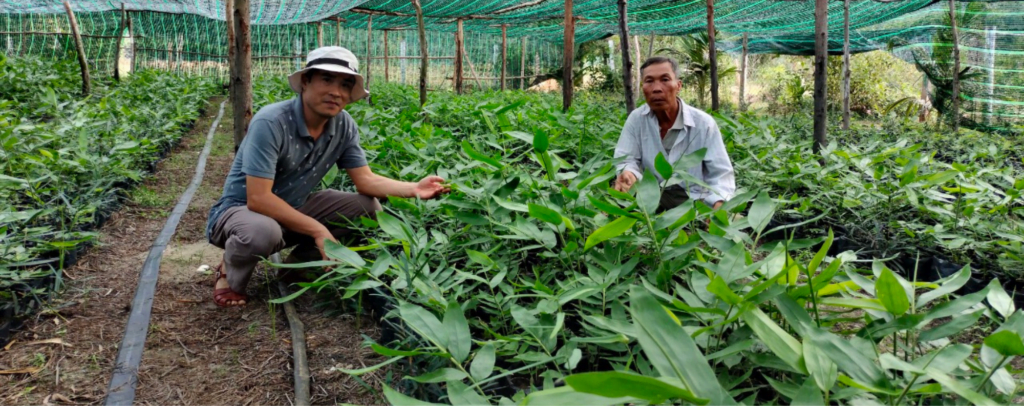 Vườn ươm cây giống cấy mô Liên Xuân Phát