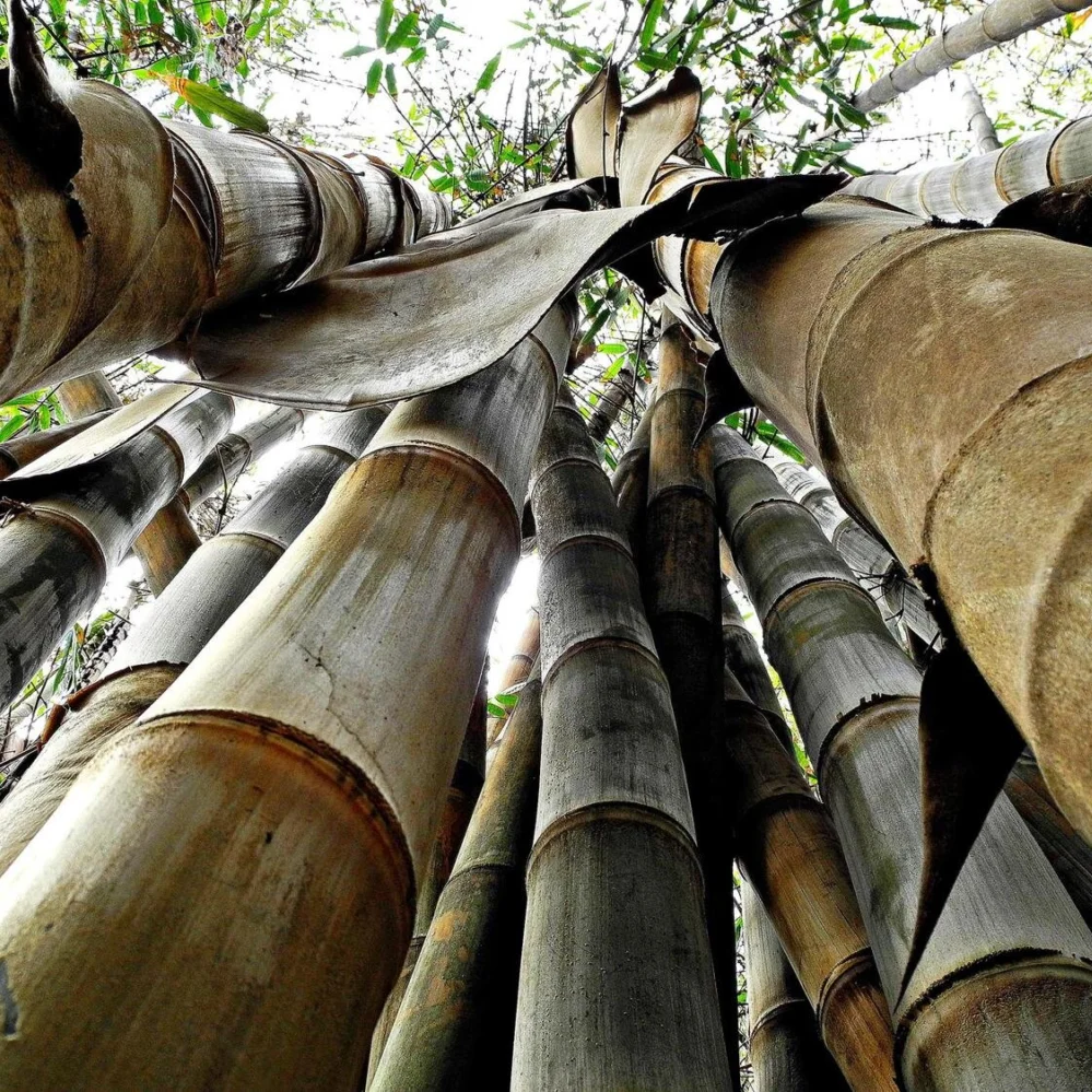 Giống cây Tre Dendrocalamus Giganteus cấy mô