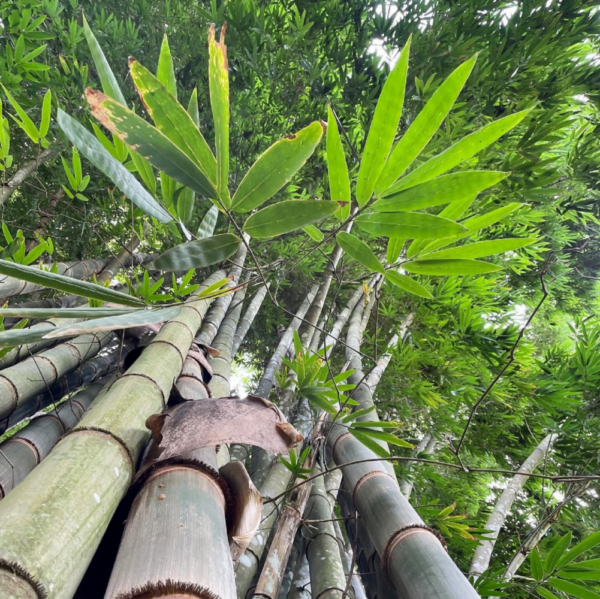 tre mai - Dendrocalamus Giganteus