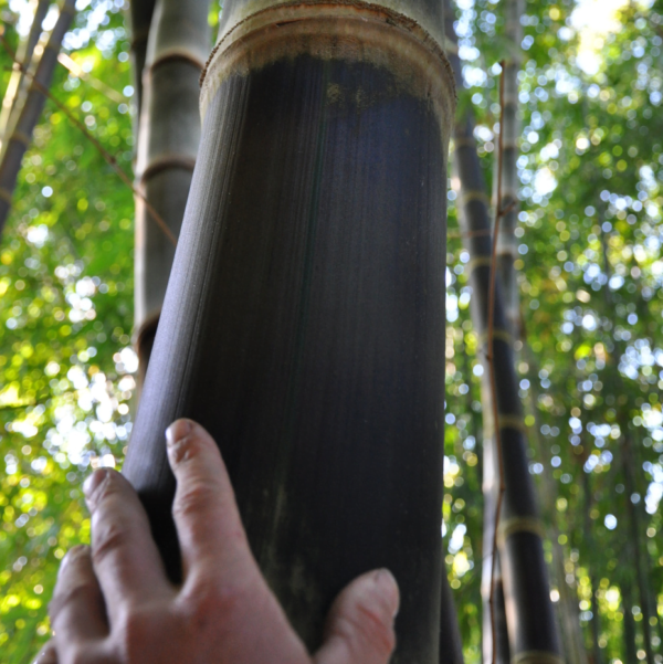 Tre mạnh tông - Dendrocalamus Asper