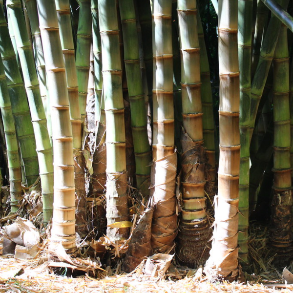 măng Tre mạnh tông - Dendrocalamus Asper