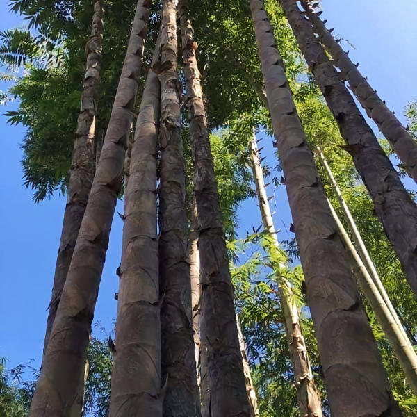 Tre rồng - Tre rồng khổng lồ - Dendrocalamus Sinicus