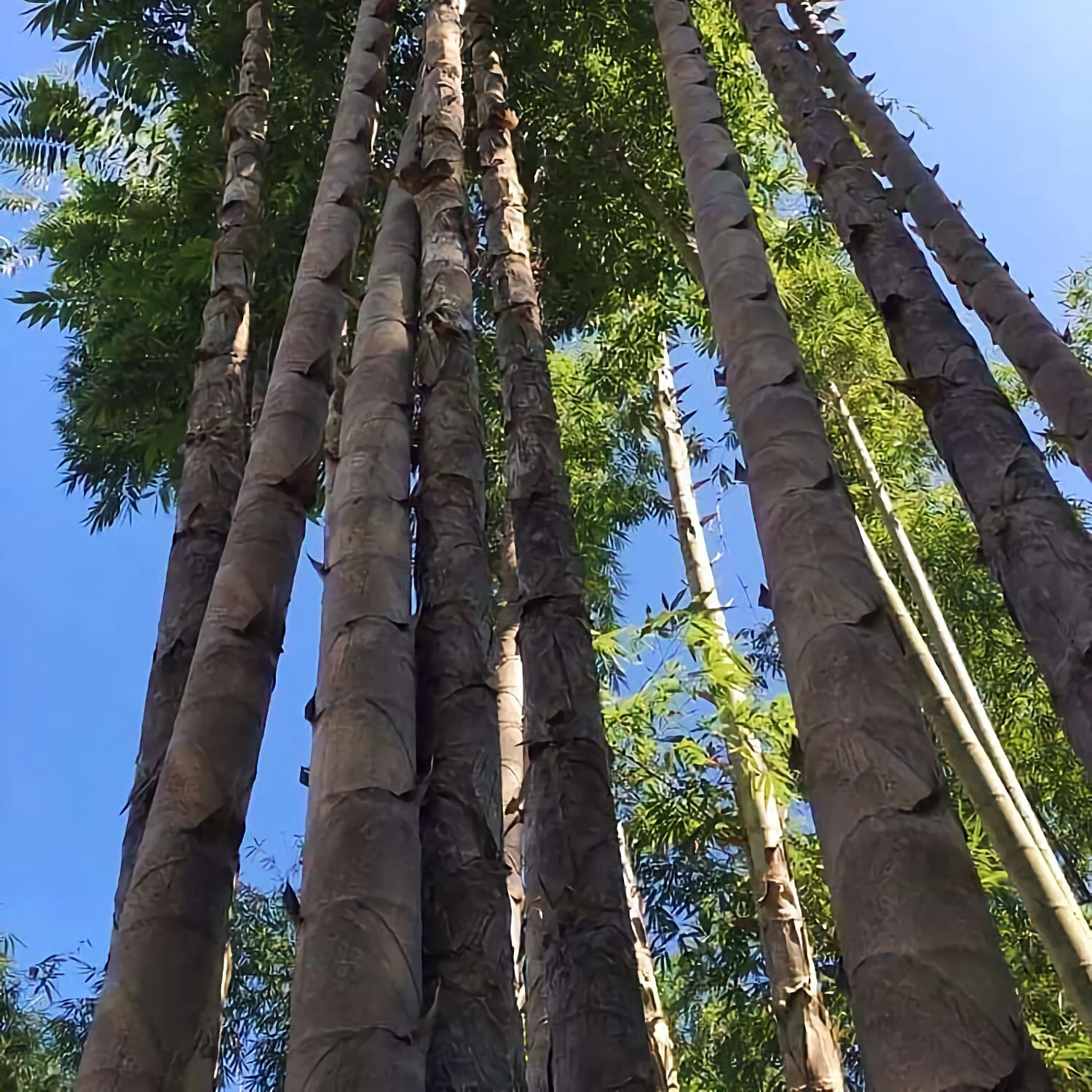 Giống cây tre Dendrocalamus Sinicus cấy mô