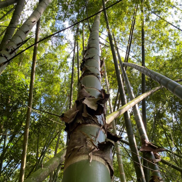 Tre Guadua Angustifolia