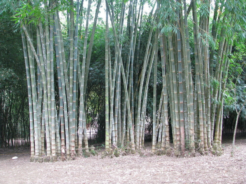 Dendrocalamus Asper