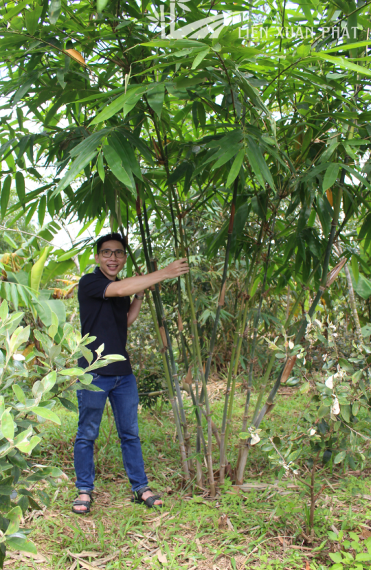 Hợp Tác Xã Nông Lâm Nghiệp Và Dịch Vụ Liên Xuân Phát