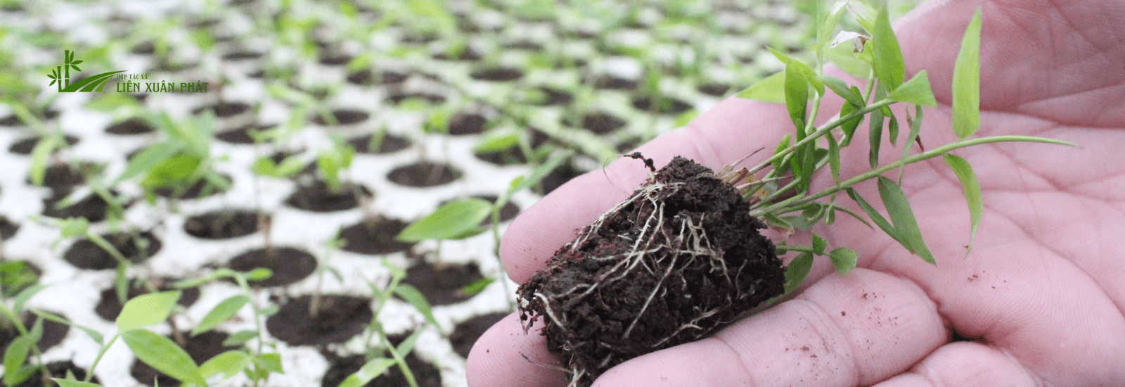 CÂY TRE – Tiềm năng cho ngành công nghiệp TỶ ĐÔ