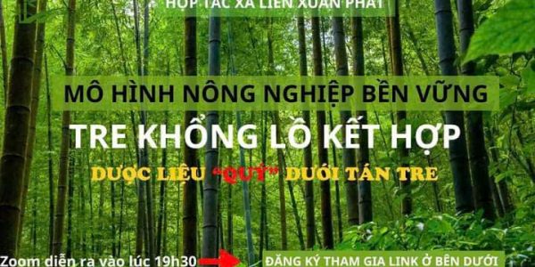 MÔ HÌNH LÀM KINH TẾ TRỒNG TRE KHỔNG LỒ