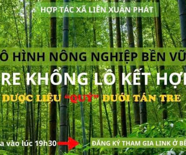 MÔ HÌNH LÀM KINH TẾ TRỒNG TRE KHỔNG LỒ