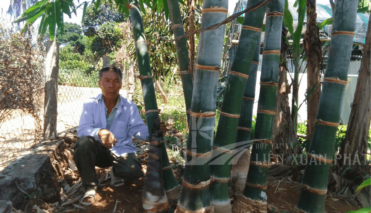 Tre khổng lồ trưởng thành htx