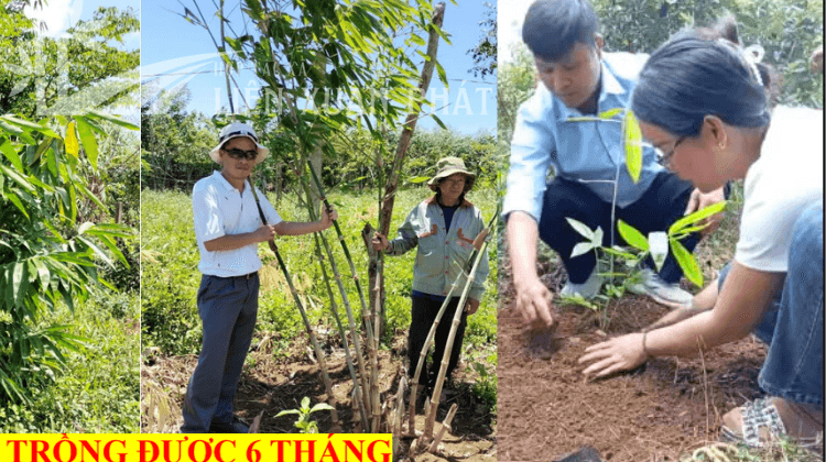 HTX Liên Xuân Phát