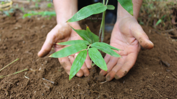 Hợp Tác Xã Nông Lâm Nghiệp Và Dịch Vụ Liên Xuân Phát