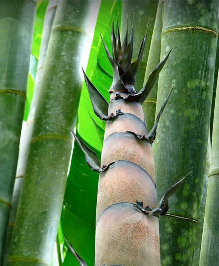 măng tre mai - Dendrocalamus Giganteus