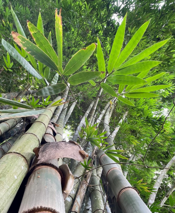 tre mai - Dendrocalamus Giganteus