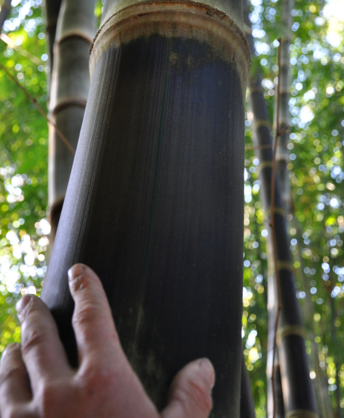 Tre mạnh tông - Dendrocalamus Asper