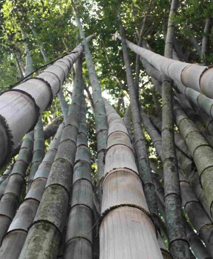 Bụi Tre mạnh tông - Dendrocalamus Asper