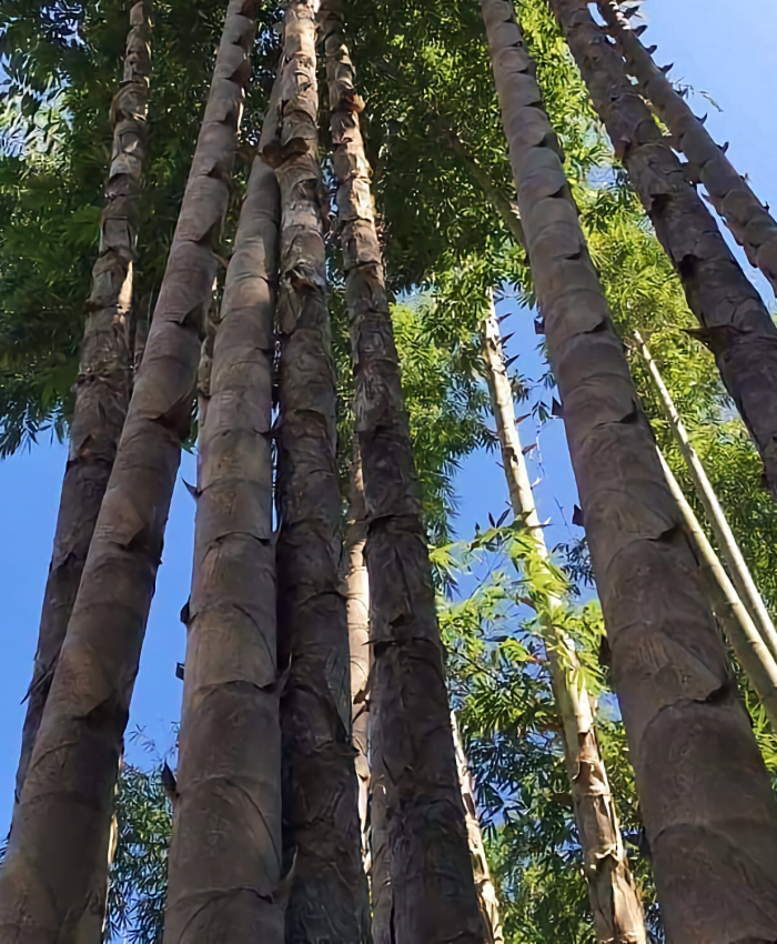 Tre rồng - Tre rồng khổng lồ - Dendrocalamus Sinicus