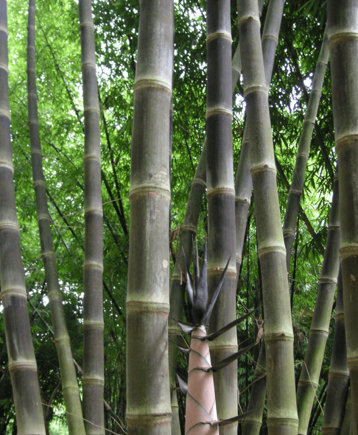 dendrocalamus asper "hitung"